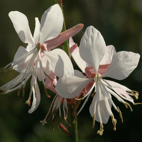 Des images de diffrentes plantes